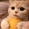 Фото профиля 猫