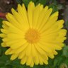 m verma's profile picture