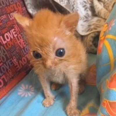ocelotbread's profile picture