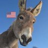 Profilbild von Julio the guard donkey ✌🏽 🇺🇸🌻
