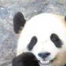 Фото профиля 🐾みんとぐりん🐼