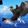 The Bird Which Is the Bald Eagle 的头像
