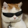 Fenix's profile picture