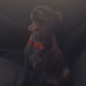 SubTracker's profile picture