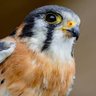 Meta Kestrel 的头像