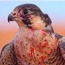 عبدالله's profile picture