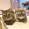 もなか&ぱぴこ_足長&短足マンチカン's profile picture