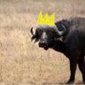 Profilbild von ナガ👑🐃