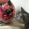 ふぃーか profil fotoğrafı