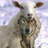 Apostat Du Rock's profile picture