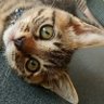 ボンヤスキー 的头像