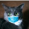 Фото профиля Hamish the Bute House cat