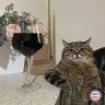 Profilbild von Mini Cat