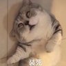 高脚杯 的头像
