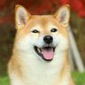 Joe's profile picture