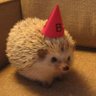 Mesilo528's profile picture