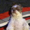 Mike 1127's profile picture