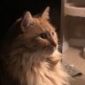CathleenABC🇨🇦 profil fotoğrafı