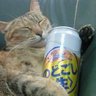 どら猫龍星's profile picture