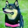 Modest Mouseorgsky's profile picture