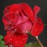 Фото профиля R J