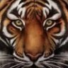 Barbaros's profile picture