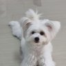 TinkerBell Puppy Girl profil fotoğrafı