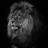 haron -iraq's profile picture