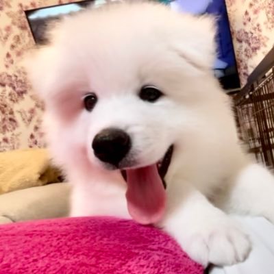 サモエドもものすけ🐻❄️🍑's profile picture