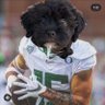 Puddles the Dog profil fotoฤrafฤฑ