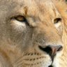 _Son of a Lion🦁🇿🇼's profile picture