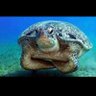 飛天章魚燒 profil fotoğrafı