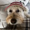 Sooner muff's profile picture