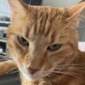 Profilbild von Mr. Purrs