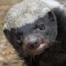 TheHoneyBadger profil fotoğrafı
