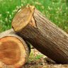 Pierre’s Fondled Wood's profile picture