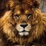 GBOY 💫 HIGHMIND🦁 profil fotoğrafı