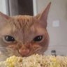 kornonthekob's profile picture