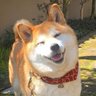 shiba lover 的头像