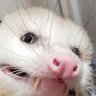 Profilbild von samael
