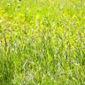 Wildes Gras profil fotoğrafı