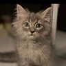 ش🐈 的头像