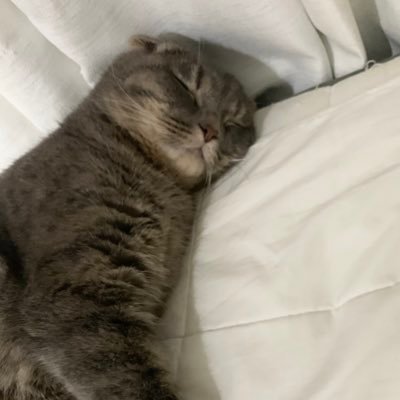mumumupupopo's profile picture
