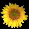 colonygirl🌻 的头像
