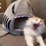 suhmeat's profile picture