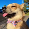 Brenden 🐶 profil fotoğrafı