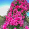 شیخ صاحب زرمحمد.ح.ق.ا.ن.ی's profile picture