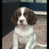 de zwerver's profile picture
