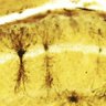 Neuro Doc 的头像