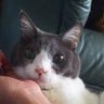 眠り猫's profile picture